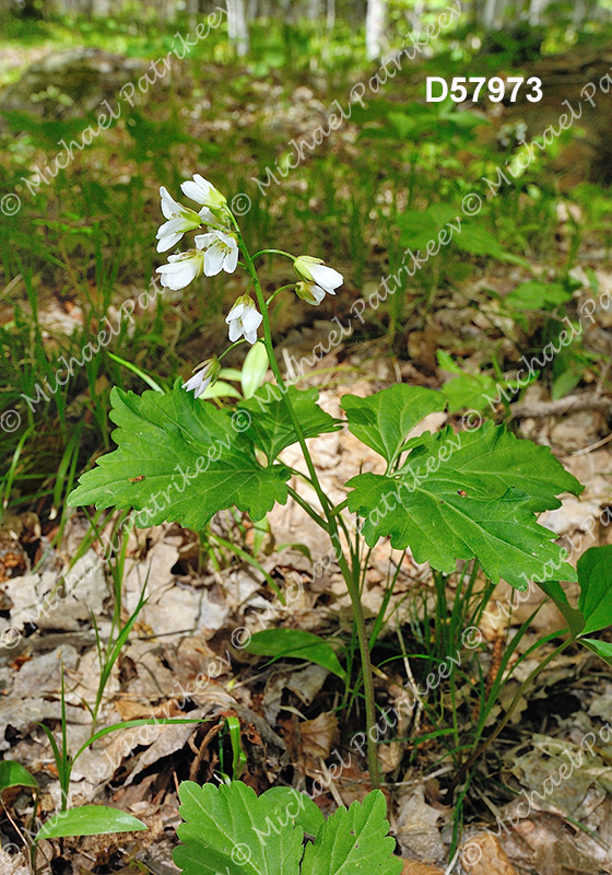 Twoleaf Toothwort (Cardamine diphylla)